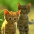 andu99的个人资料头像