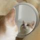 寻物猫 · 阿维塔 12车主·车龄半年头像