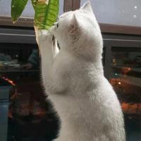 汤圆儿监护人头像