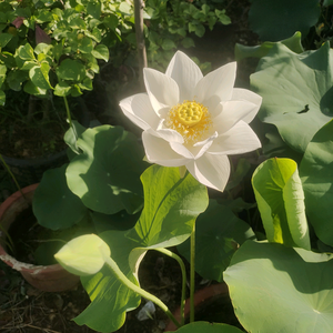 无忧的海洋头像