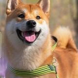 15欧克克头像