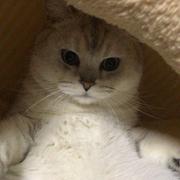 草冠的个人资料头像