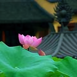 张怀忠9头像