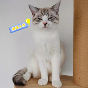 额朋克欧光明的个人资料头像