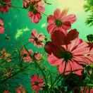 飞翔不想说话的个人资料头像