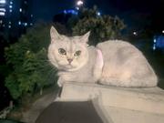 臭臭是只猫的个人资料头像