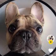 瞪你的个人资料头像