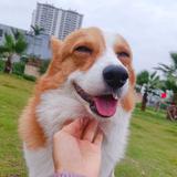 爱吃白米饭的考拉🐨头像