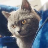 落魄的野猫头像