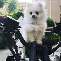 雪球骑士头像