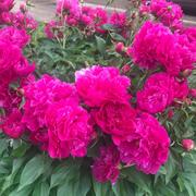 阿古特的个人资料头像