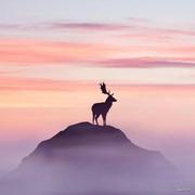 仙人指路的个人资料头像