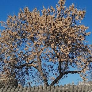 北方王小Y头像