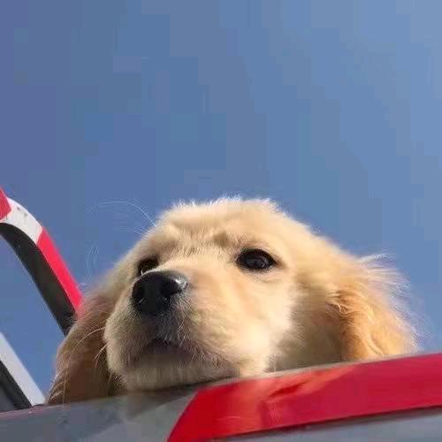 黎明要有车头像