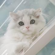 青石957的个人资料头像