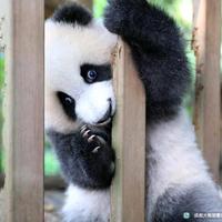 云南小锅哥头像