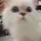 迷途猫548头像