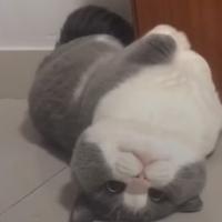 汽车专题讯头像