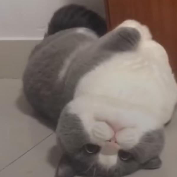 汽车专题讯头像