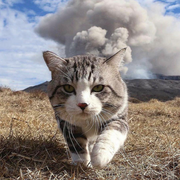 猫叔Vincent的个人资料头像