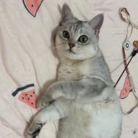 牛小牛小牛小牛头像