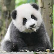 非常可爱的蓝孩子的个人资料头像