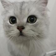 一天写八个Bug的个人资料头像