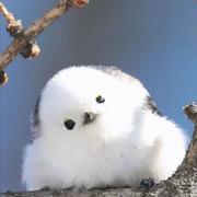 梦渣渣的个人资料头像