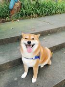 一一是只小柴犬的个人资料头像