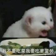 Mo了个mo的个人资料头像