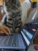 lvbobaby的个人资料头像