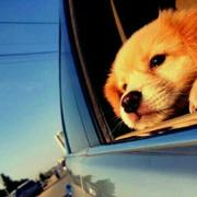 小心鞋带的个人资料头像