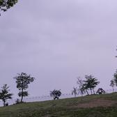 柠檬茶小清新头像