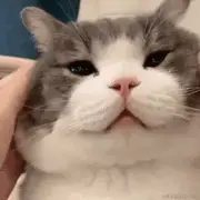 不会写BUG的瓜猫的个人资料头像