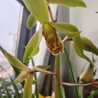 阳台花事记头像