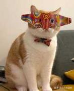 国产kennyS的个人资料头像