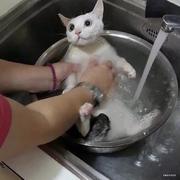 朕要下锅了吗的个人资料头像