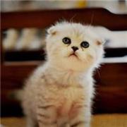 在减肥的猫的个人资料头像