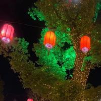 北方的狼45492749头像