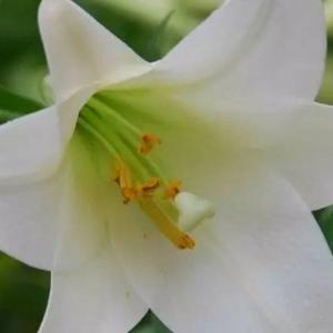 小花菲菲头像