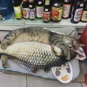 漱石的个人资料头像