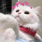 热烈的个人资料头像