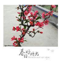 菜菜的舞文玩游戏头像