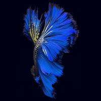 奋发海风gly头像