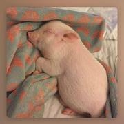 用户7436083018661的个人资料头像