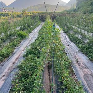 湖北宜昌中药材种植基地头像