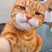 苑先森的个人资料头像