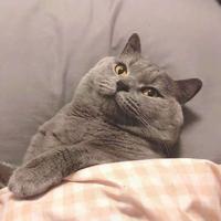 开心超人2808头像