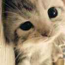 独自等待zz的个人资料头像