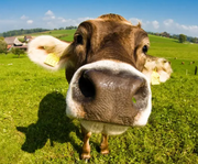 机器牛的个人资料头像